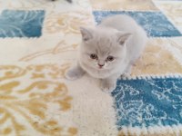 A+ kalite lilak rengi özel bir dişi british shorthair