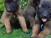 Safkan Belçika Malinois Bebekler