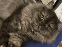 1 Yaşında British Longhair