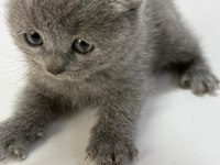 Çok Sağlıklı British Shorthair