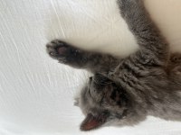 British longhair ömürlük yuva aranıyor