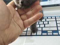 Bebek kediler yeni ailesini bekliyor