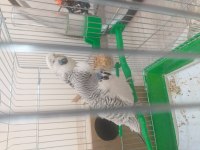 Sahibinden 2 takım jumbo çift muhabbet kuşu