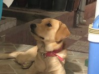 Labrador köpeği erkek
