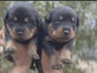 Rottweiler yavruları