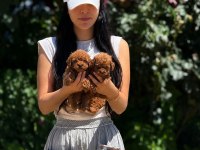 Teacup Korea Poodle Aşılı Eğitimli