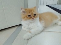 Yavru iran kedisi 3 aylık