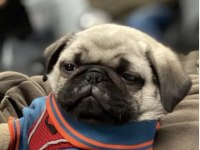 Güzel pug yavrumuz yeni yuvasını arıyor