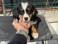 Petmode köpek çiftliğinde ziyarete açık bernese dog