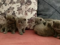 British shorthair yavrularımız