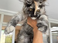 Show Class Mainecoon Yavruları (Faturalı)