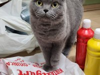 Dişi Kısır Scottish Fold Kızımız Ücretsiz