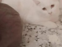 BRİTİSH SHORTHAİR POFUDUKLAR