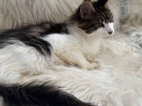 Nadir renklerde safkan maine coon yavruları