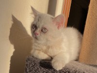 BRİTİSH SHORTHAİR ERKEK YAVRU