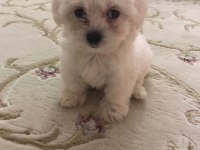 ANNE ALTINDAN 2 AYLIK MALTESE YAVRULAR
