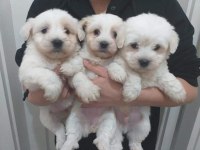 Tecaup Maltese Terrier