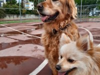 Özenle bakabilecek yeni bir aile arıyoruz ücretsiz köpeğim