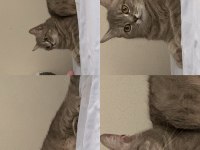 Kırma kedi anne ve yavruları için yuva arıyorum