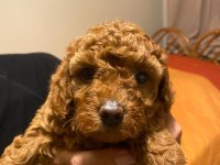 Secereli Anneden Toy Poodle Yavru