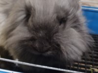 Tuvalet Eğitimli Hollanda Lop Tavşanımız Yuva Arıyor