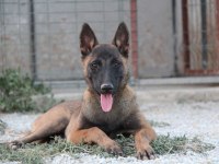 FCI Şecere 10 Aylık Dişi Malinois Köpeği