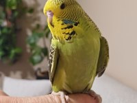 Yavru muhabbet kuşu show jumbo