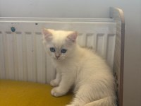 British shorthair kedisi