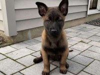 2 aylık Belçika Kurdu (Malinois) yavrularım