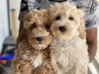 Wc eğitimli maltipoo lar petmode den