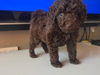 Sevimli toy poodle yavrular