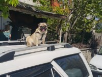 Pug mops paşa sevimli Haylaz