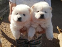 Sağlık ve ırk garantili chow chow yavrularımız
