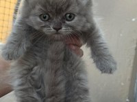 British longhair yavru Antalya