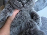 Kaliteli british shorthair sağlıklı yavrular