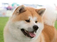 Akita Japon A Kalite Tüm İllere Gönderim