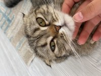 Scottish fold