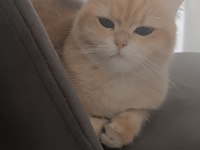 Kısır 2 Yaşında Kedimiz Sahiplendirilecek