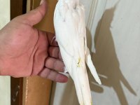 45 GÜNLÜK KUSURSUZ ALBİNO BEBEK SULTANLAR