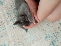 1 yaşında british shorthair