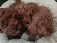 Dişi ve erkek poodle yavrular