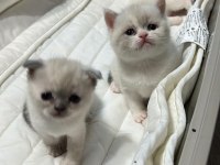 Beyaz yavrularımız british shorthair
