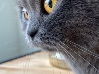 Gri british shorthair