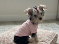 Teacup Ev Ortamından Yavru Köpekler