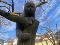 1 Yaşında Erkek Scottish Fold Erbaadadır Aşıları Tam