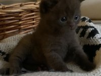 British Shorthair Chocolatte Lilac ve Fawn Bebeklerim