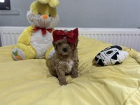 Dişi Erkek Poodle Bebeklerim