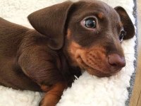 Kısa Tüylü Mini Dachshund Sosis Yavrular