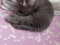 2 aylık 3 scottish fold yavru