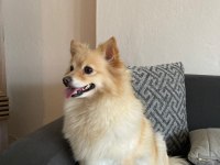 Sevecen pomeranian köpeği